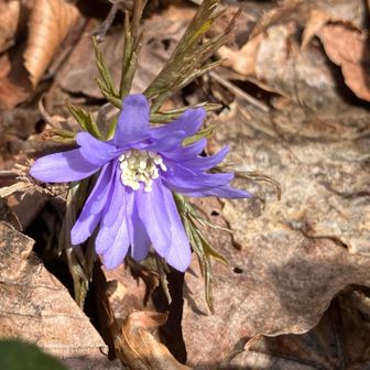 キクザキイチゲ