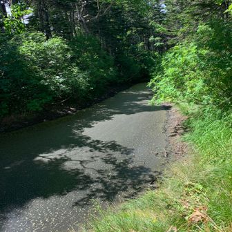 綺麗な舗装路？って思ったら、池でした。