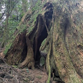 木の祠になっとる