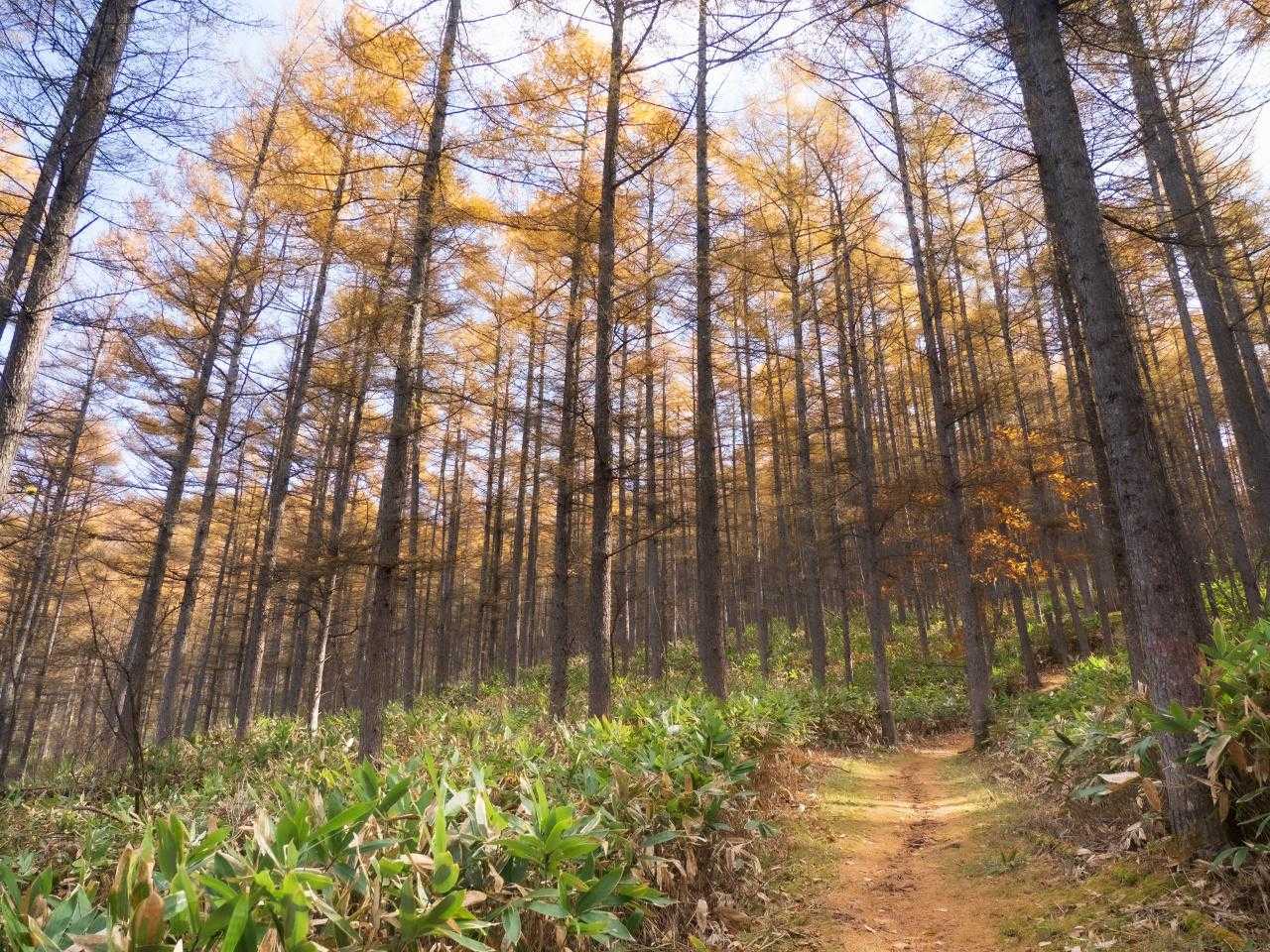 村上山 往復コースの写真