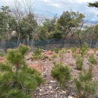 アカマツの苗木