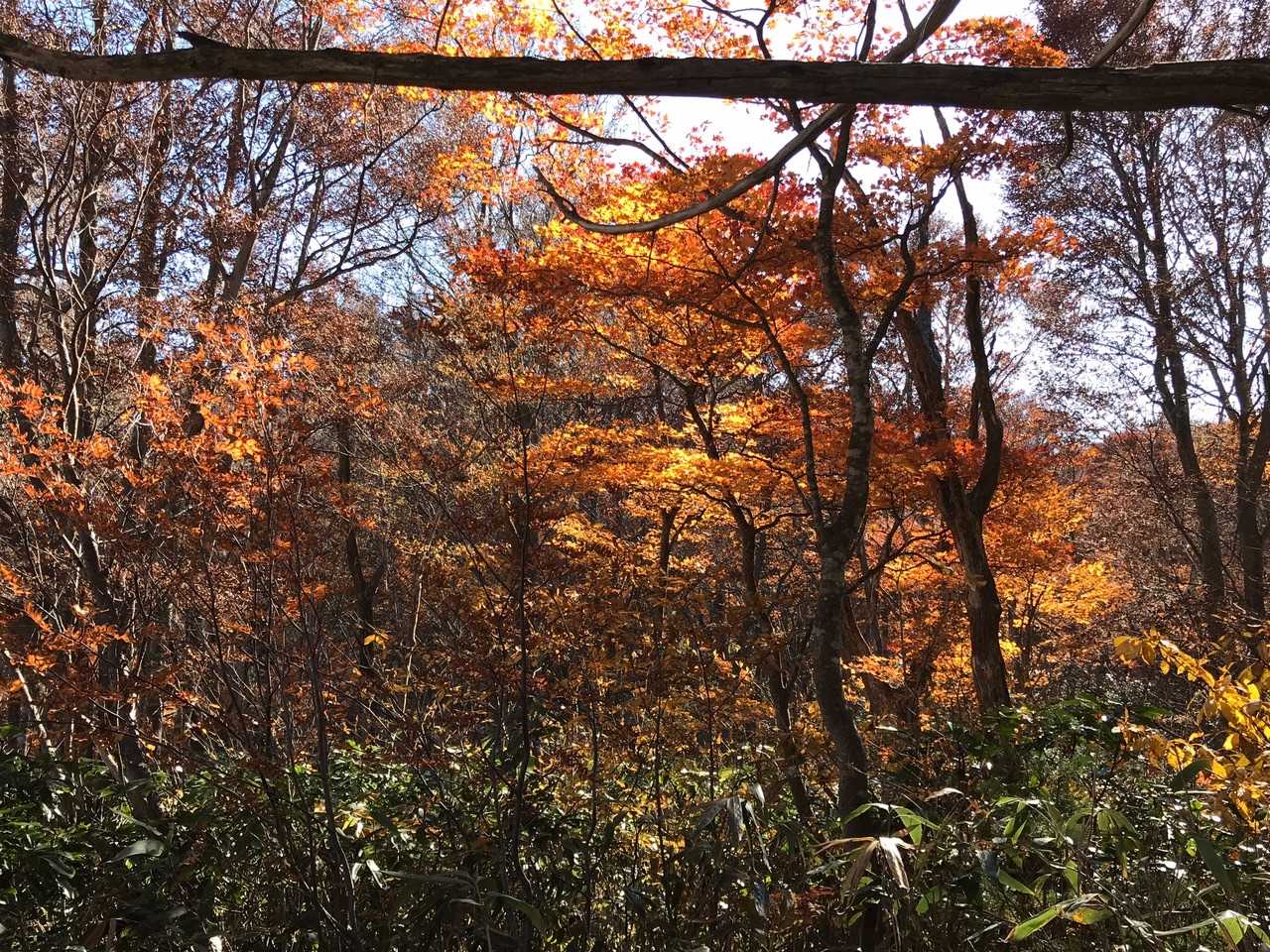 🍁
