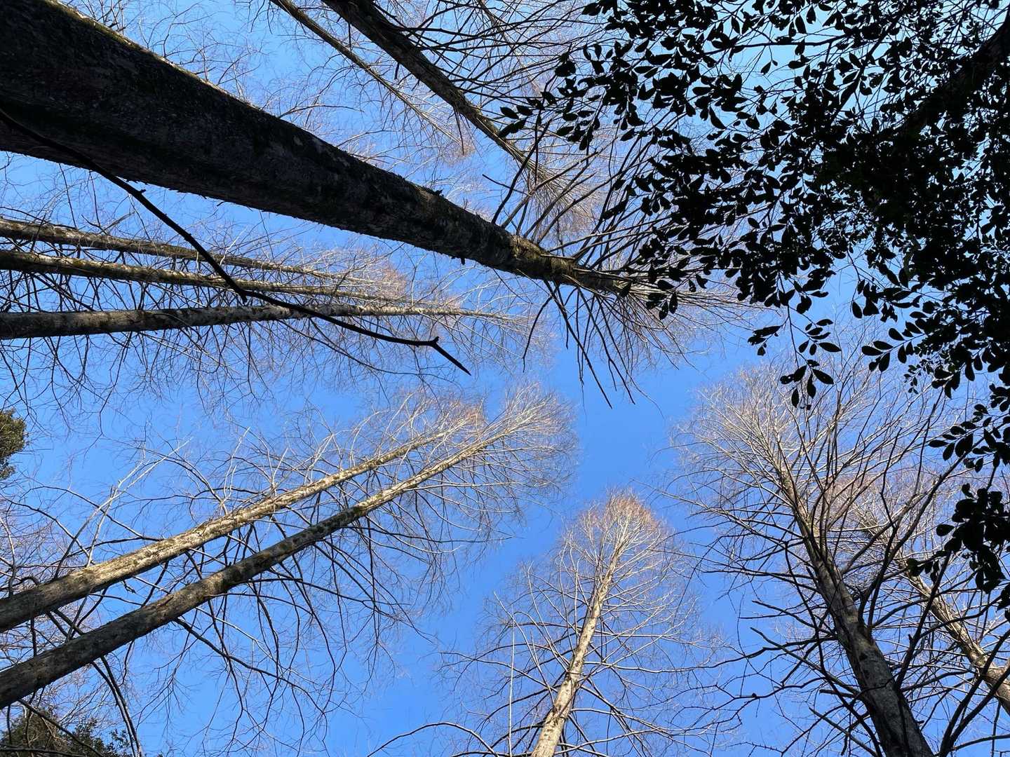 そして！メタセコイアの森へ
今日は寒いけど、空気が澄んで気持ちいい😃
