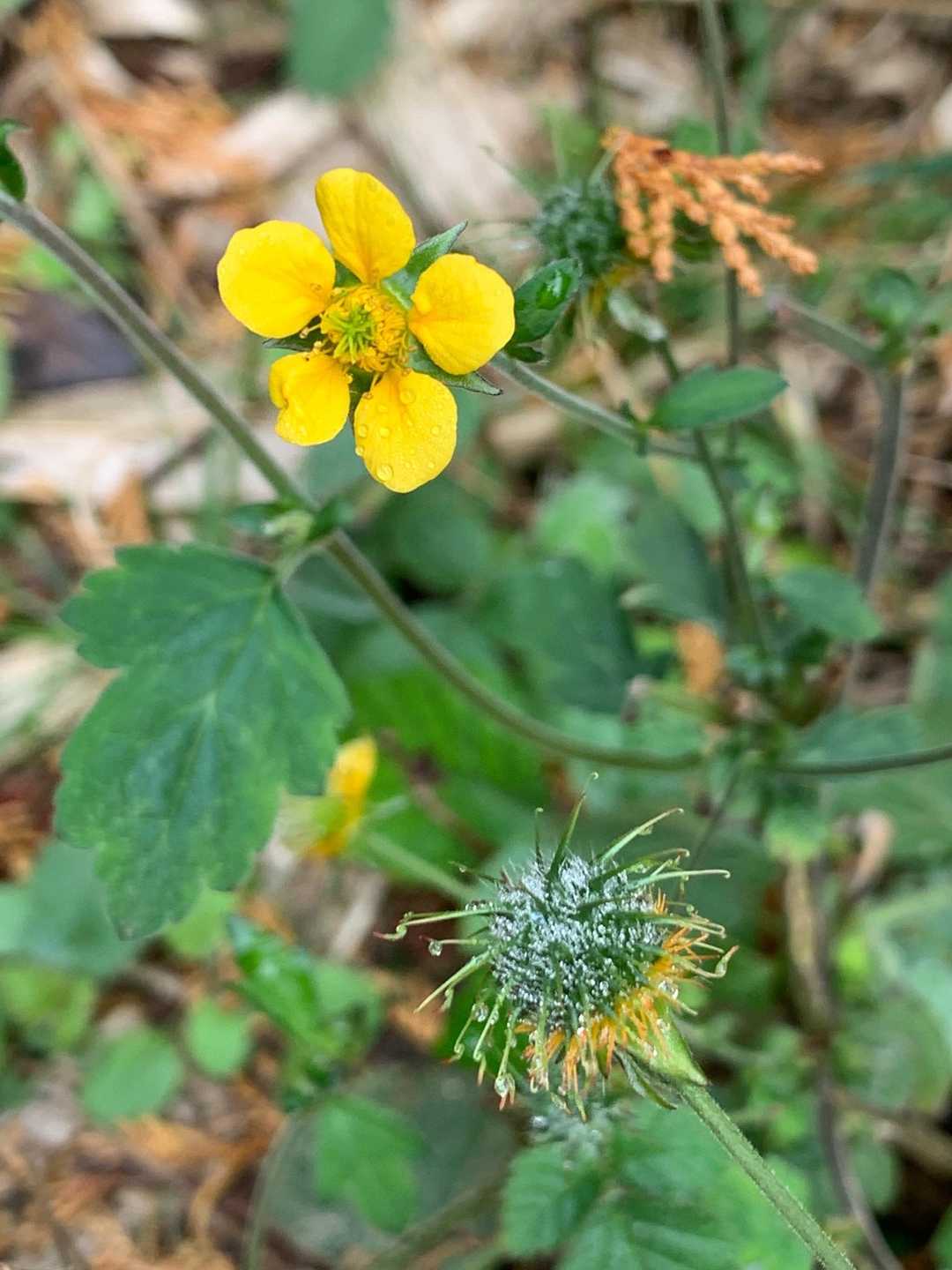 ここから牛斬山のお花さん達