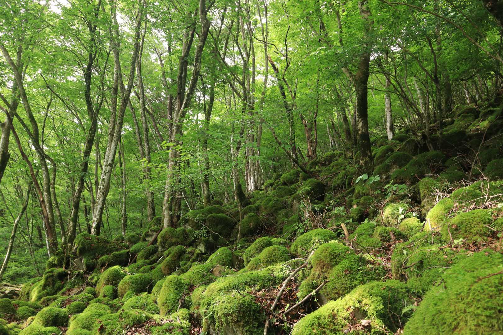 大洞山-大洞山-四ノ峰 周回コースの写真
