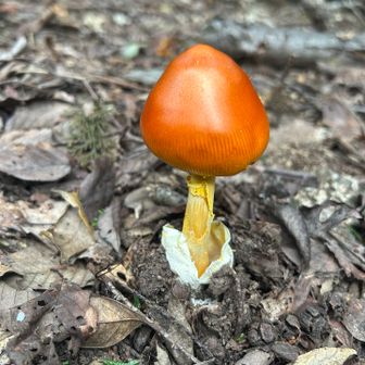 🍄‍🟫