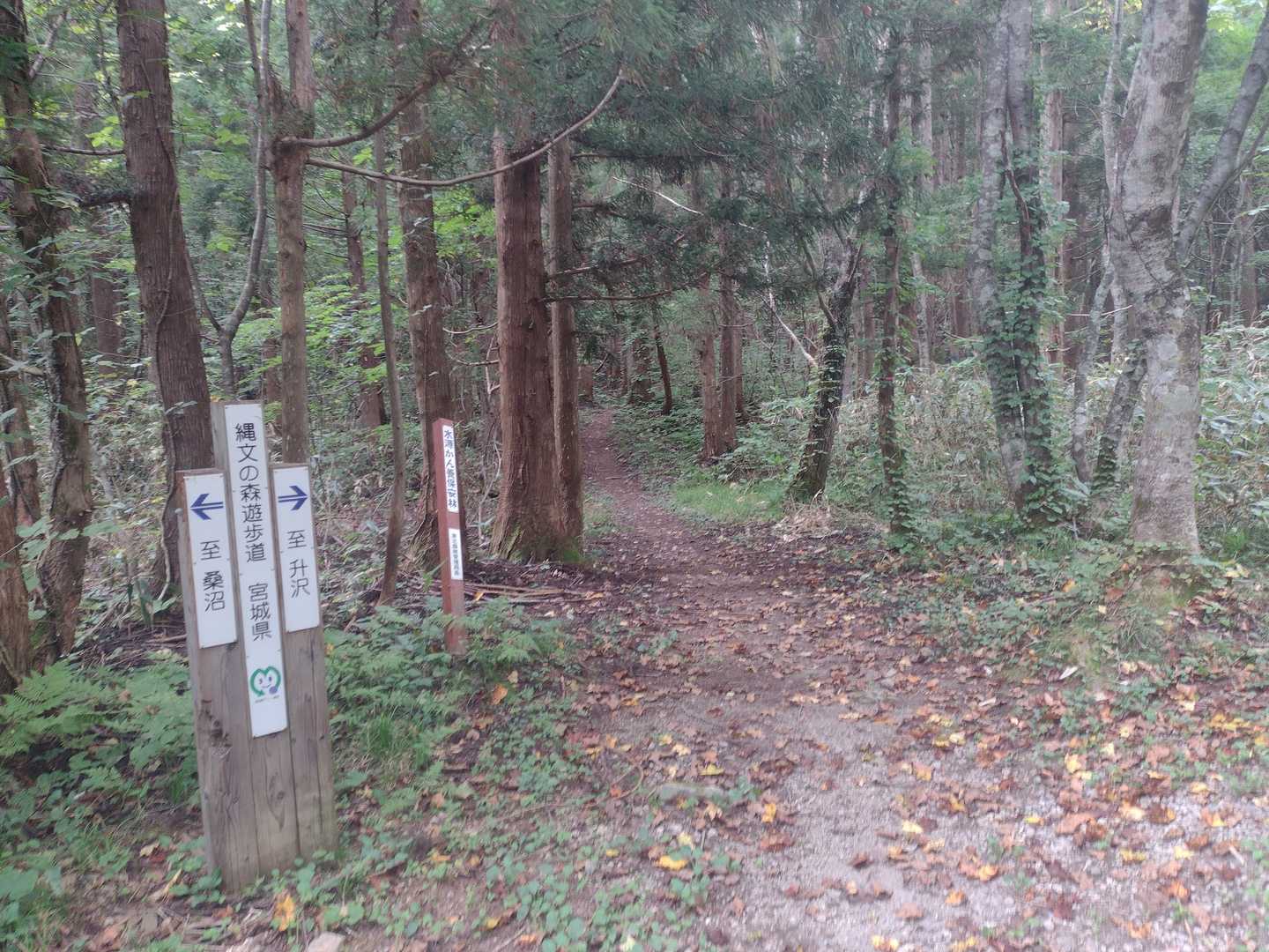 落葉が🍁早い！秋ですね