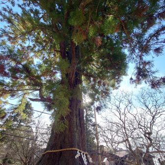 大杉
今年も元気です