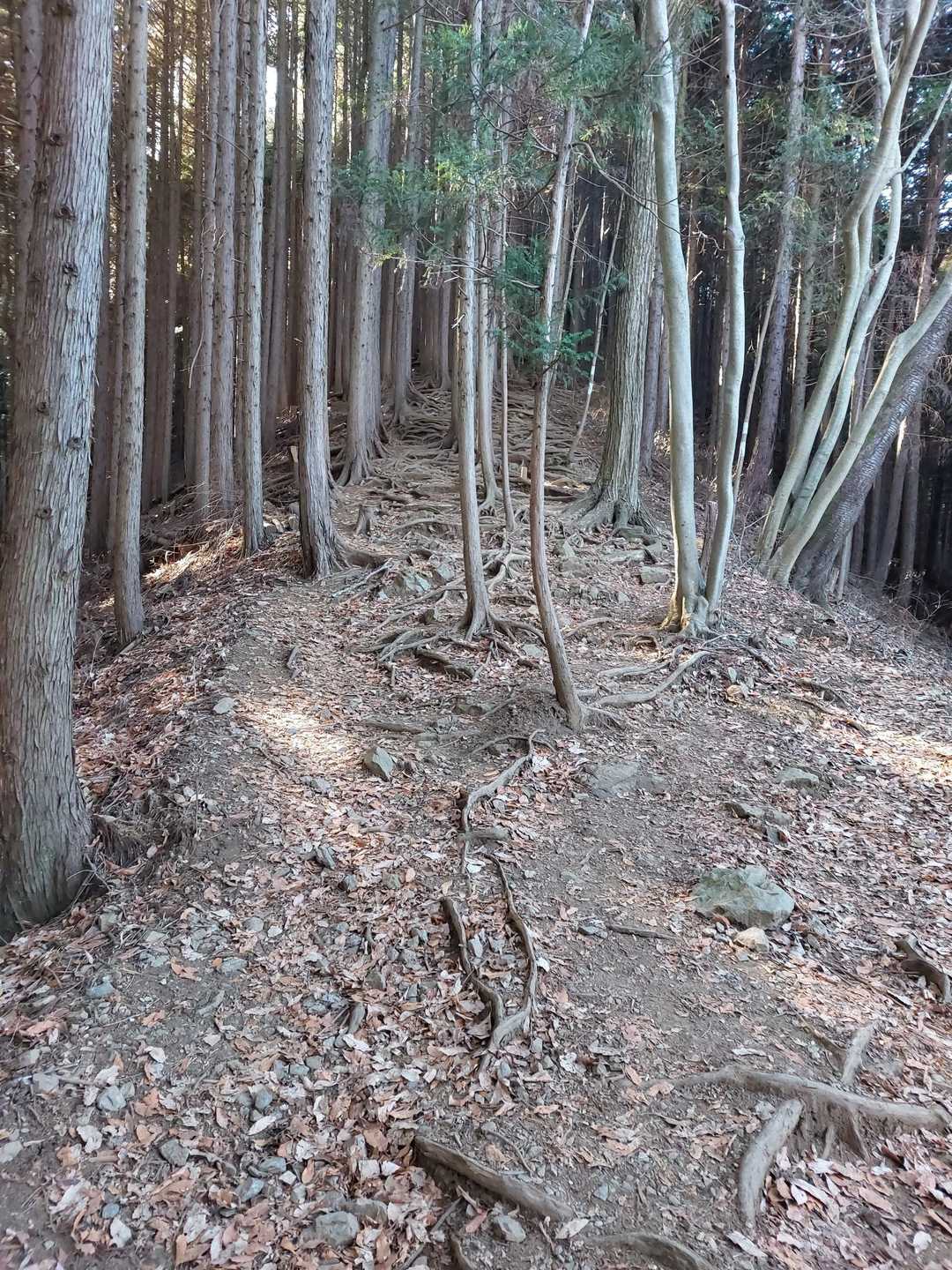 陣馬高原下バス停-陣馬新道登山口-陣馬山 往復コースの写真