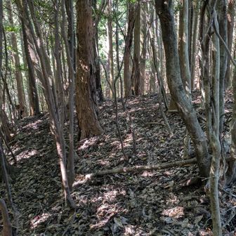 赤テープが見当たらん
相変わらずYAMAPの地図画面が頼り（実際は暗い林のなか）