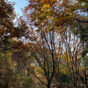 まだ色づいていました