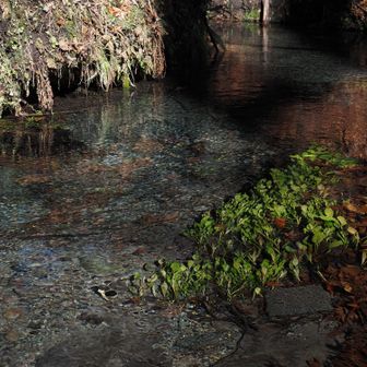 水源から川が流れている。