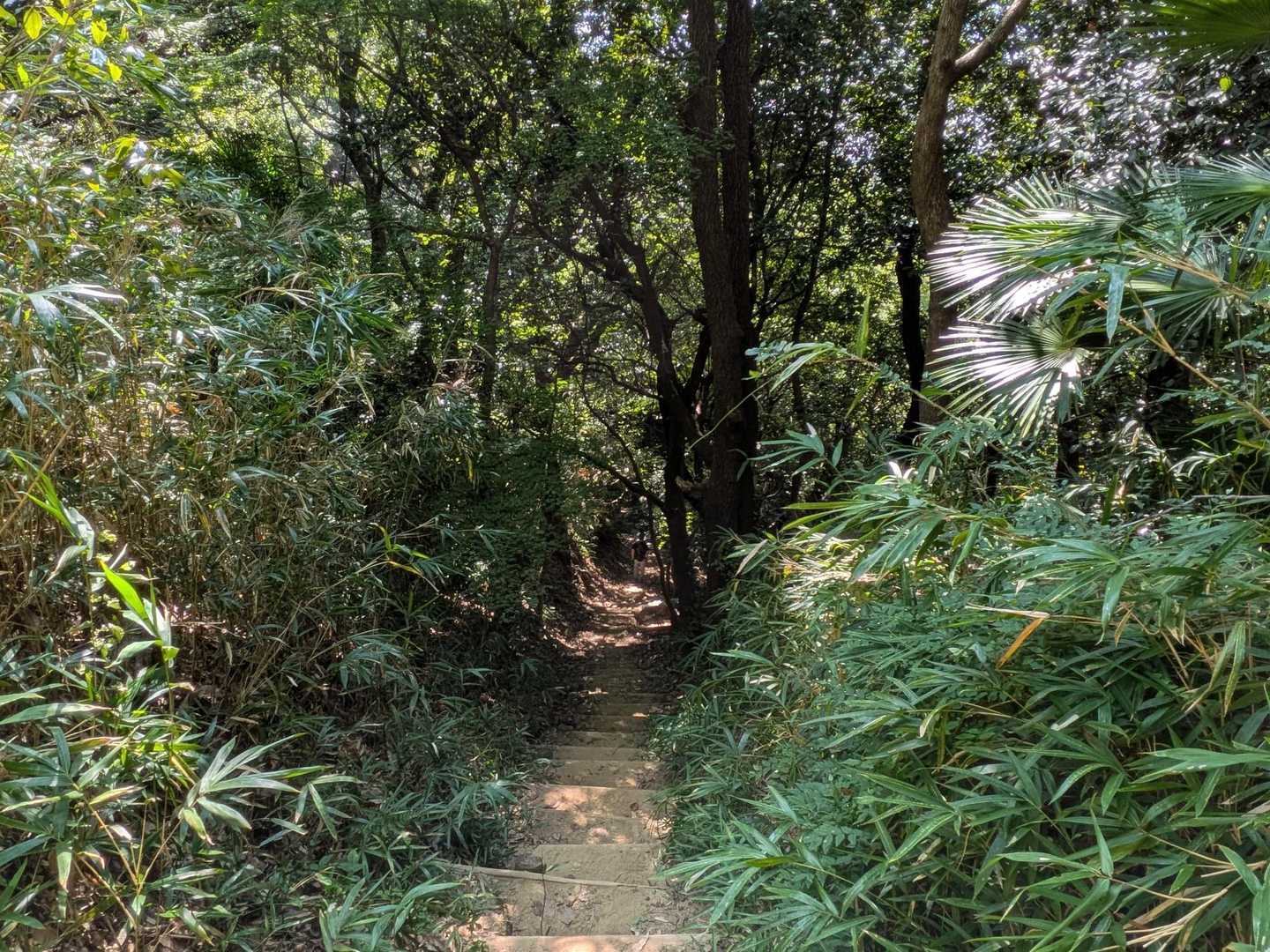 四條畷神社・飯盛山 往復コースの写真