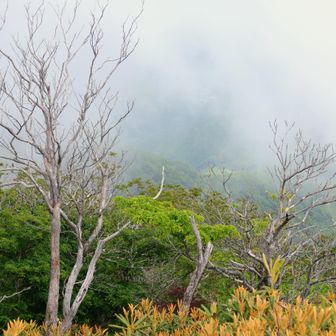 周りはシャクナゲの群生地 それは旬に来たいですね😀👍