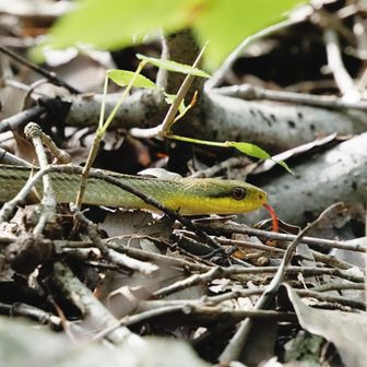 シマヘビに遭遇。
逃げるところだったけど、少しの間止まってくれた。
舌をチロチロさせて、かわいい♪