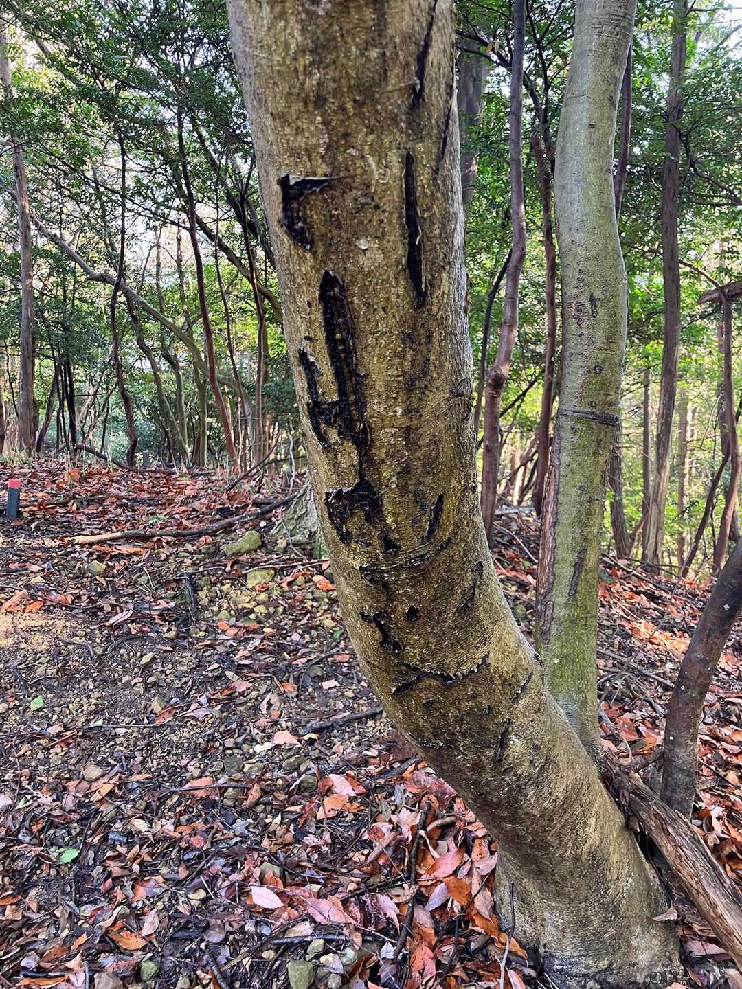 船来山登り口-船来山-郡府山-船来山散策遊歩道入り口 周回コースの写真