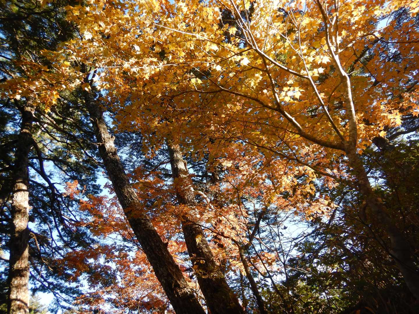 紅葉その２
中房温泉あたりが見頃ですかね。