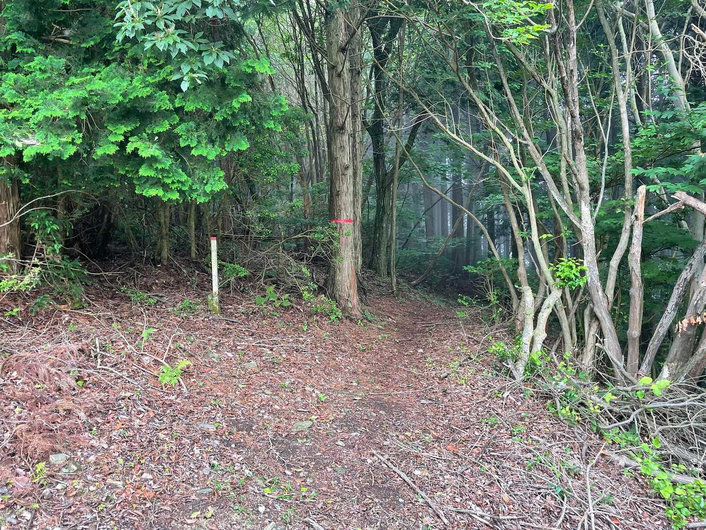 ではここからは緩く尾根を登っていきます