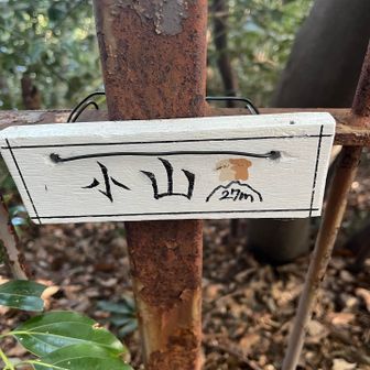 本日のピーク⛰️