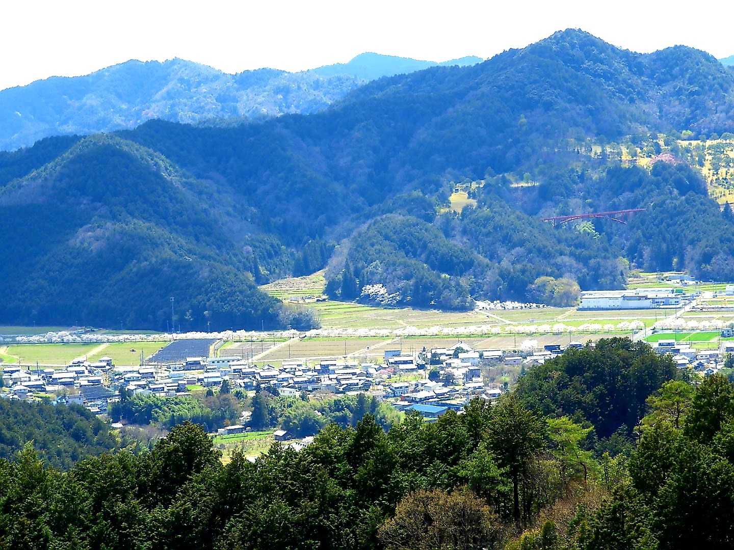眼下に鳥羽川の桜🌸並木が綺麗に見えます😃