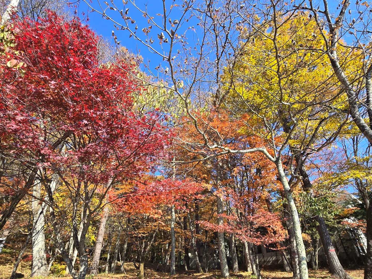 烏帽子岳登山口-烏帽子岳登山口バス停-榛名高原学校入口バス 周回コースの写真