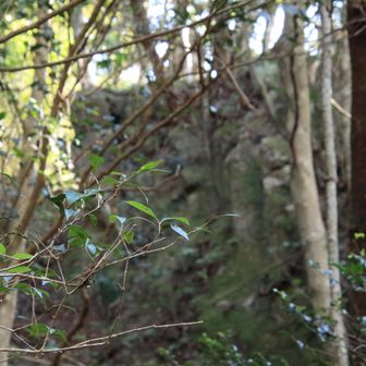 目立つよゴロゴロ🪨