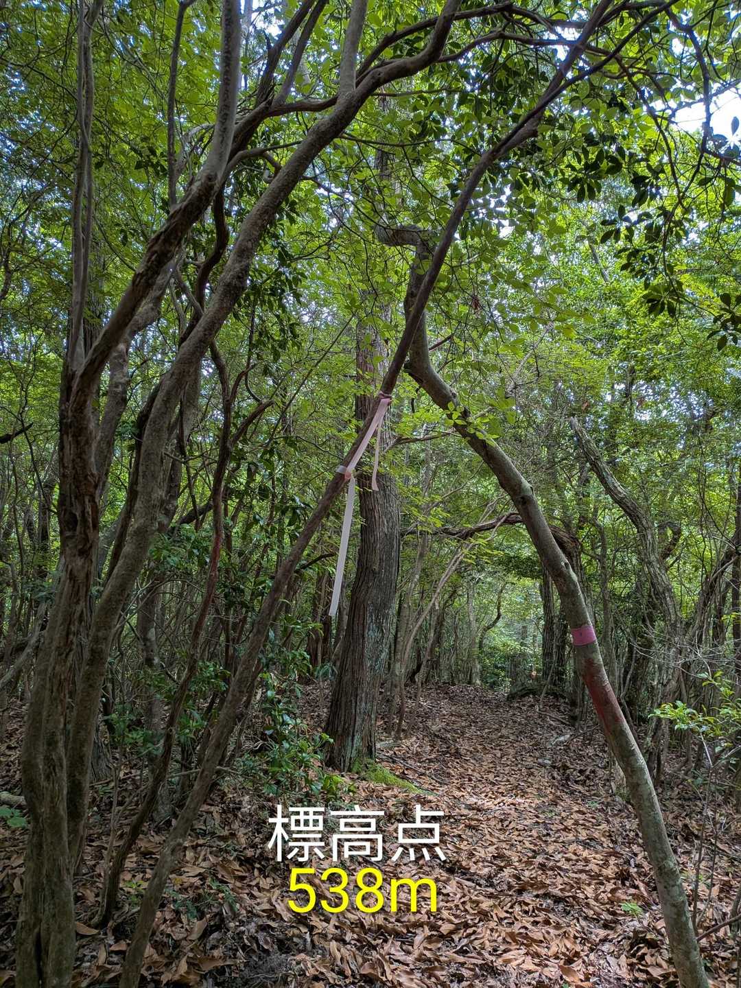538m標高点