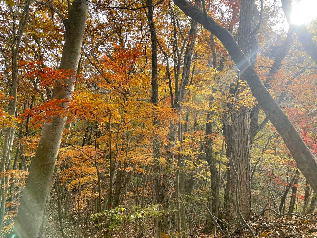 西登山口-コル-高岩 往復コースの写真