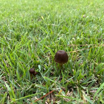 キノコ
雨の影響で全国的にキノコ大発生と
ニュースでやってたね
