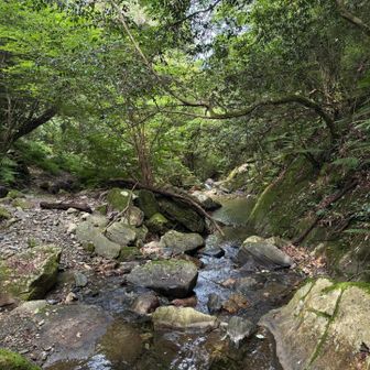 沢沿いも気持ち良い