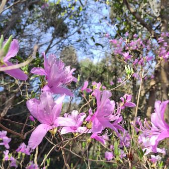 ミツバツツジ。