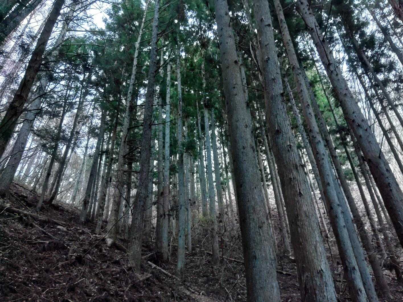 尼巌山-奇妙山 周回コースの写真