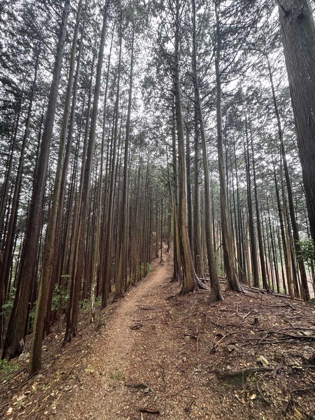 太平山-顔振峠 周回コースの写真