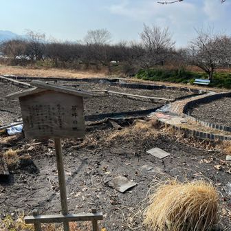 古代蓮の里も寒々しい感じ。前日にGoogleのAIで検索したら「 1月中旬から2月下旬頃、神成山のふもとやコース周辺に蝋梅の甘い香りが漂います」とあったので楽しみにしていたのですが。
AIもアテにならないですね。