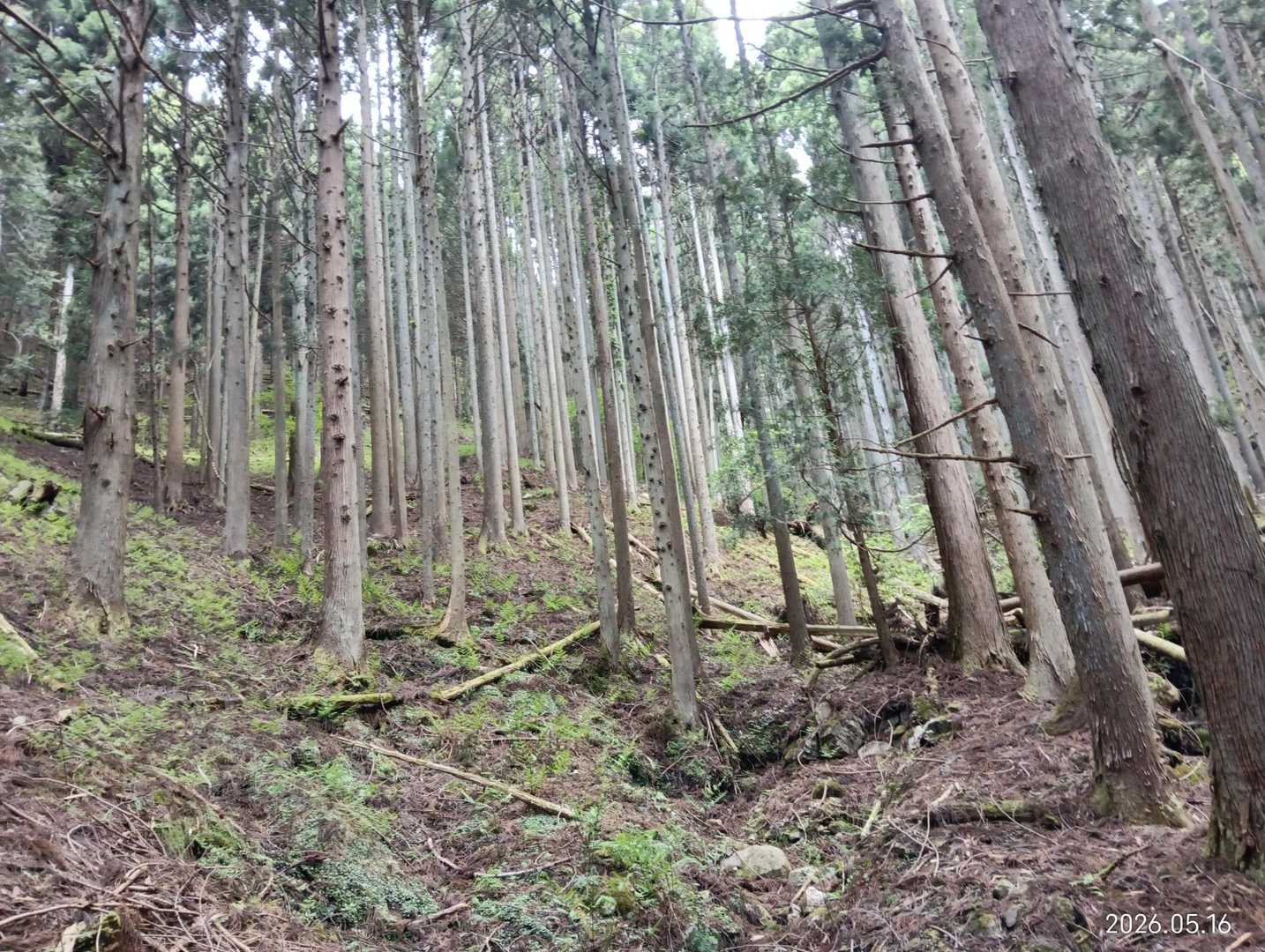 歩きにくい道だなー
あまり人が入ってないのかなー
なんて思ってましたがこの時
既にルート外れていました🫨