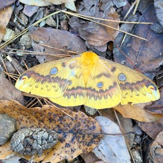 落ち葉に同化してた銀杏みたいな蛾