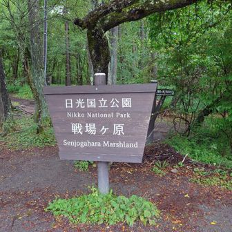ここから戦場ヶ原を歩きます