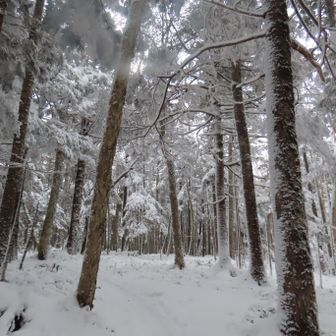 荒れる前に早々にR299を抜けて樹林帯の中に入らなければ…