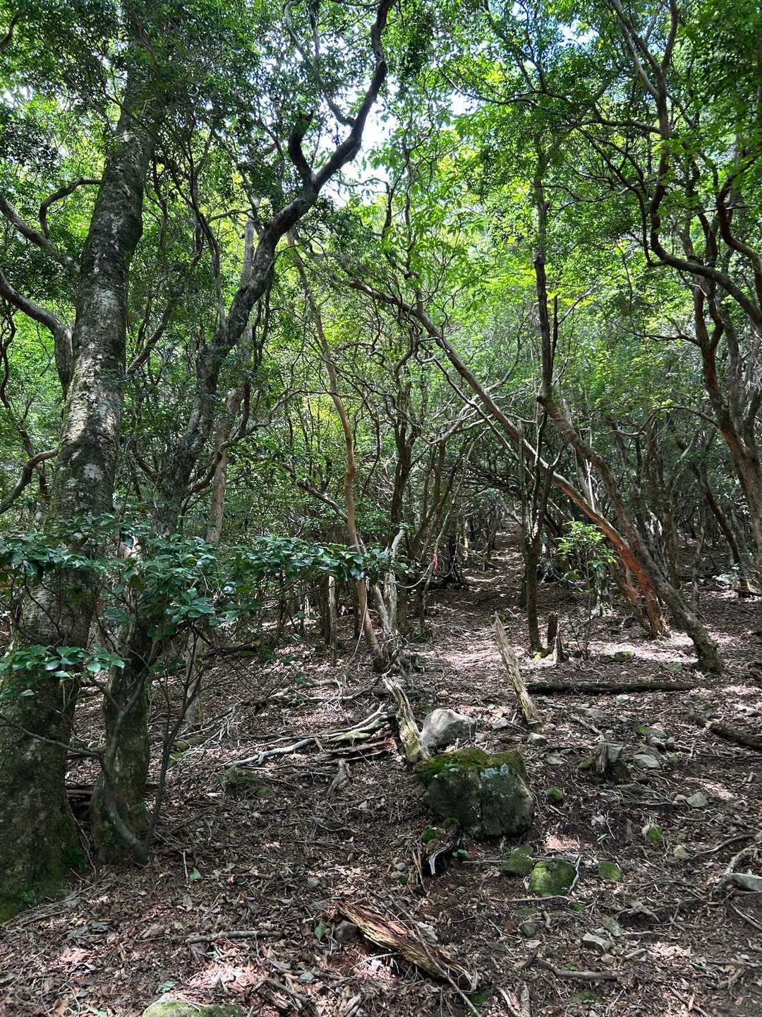 冷水山 往復コースの写真