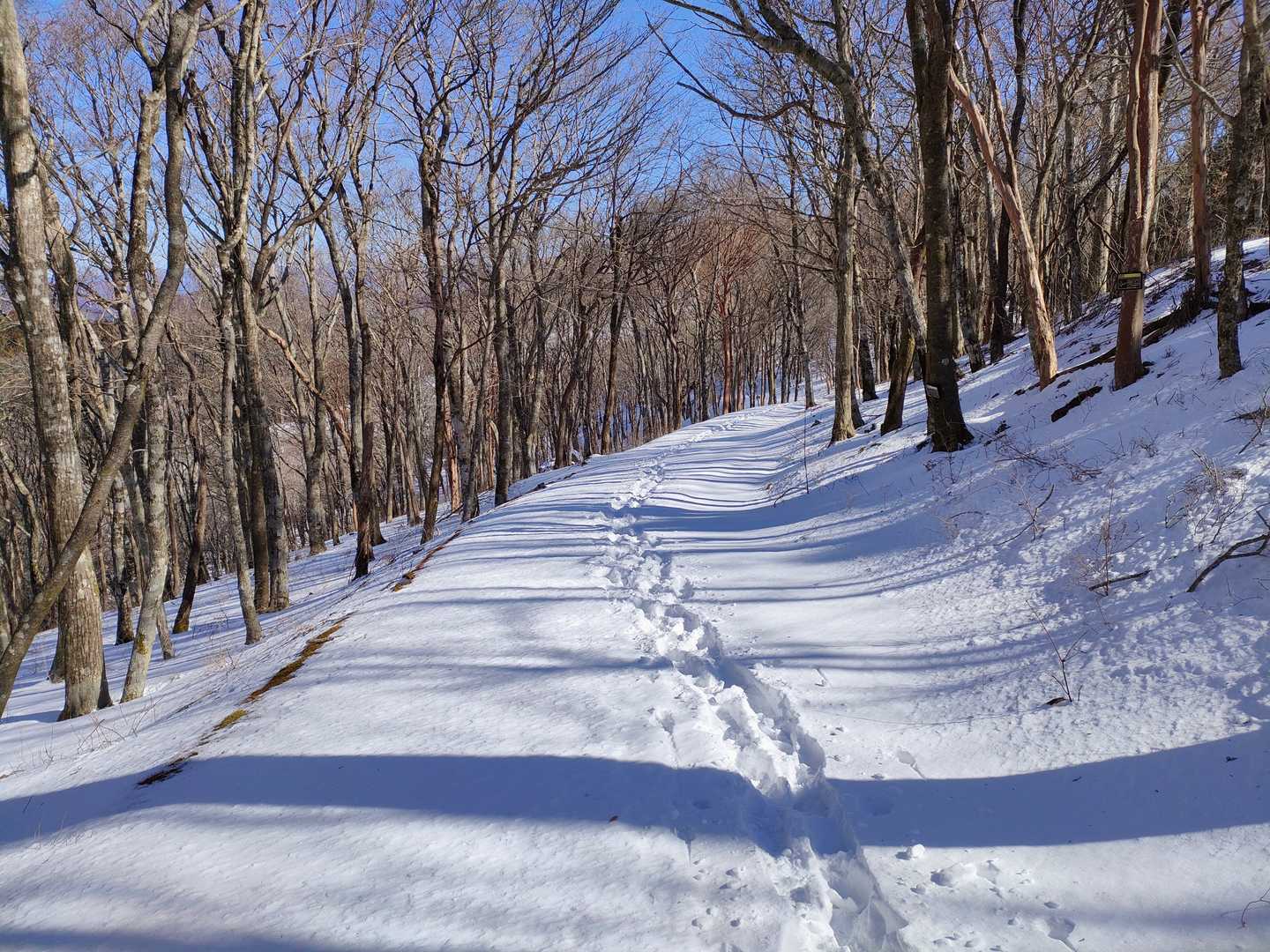 山頂より北側は雪深い
