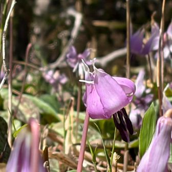 カタクリ沢山咲いてるけど…白花無し