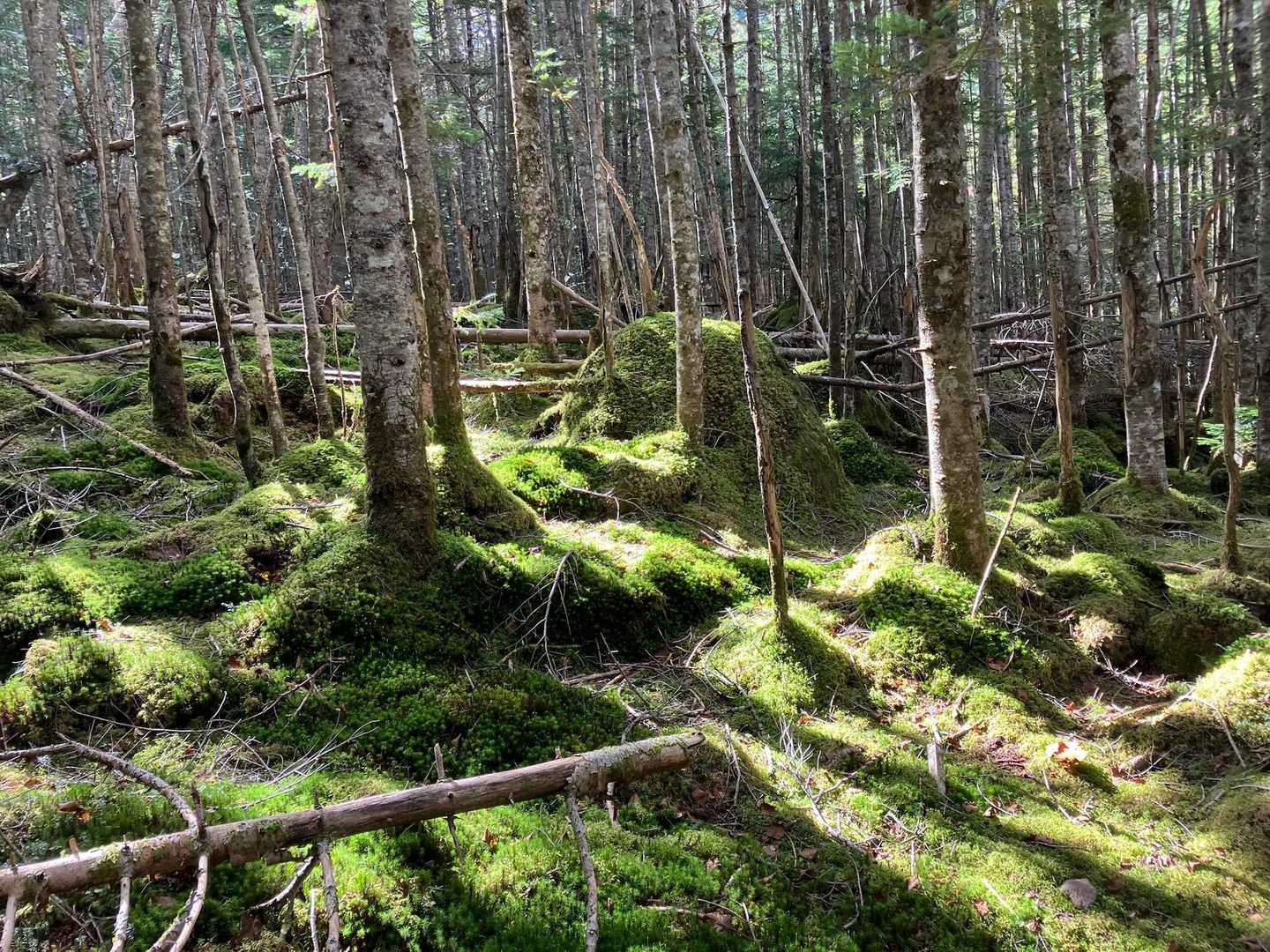 赤岳鉱泉から赤岩の頭に出発してすぐの林。苔が綺麗でした。