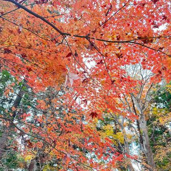 その後はサクサク歩けて1号路へ合流