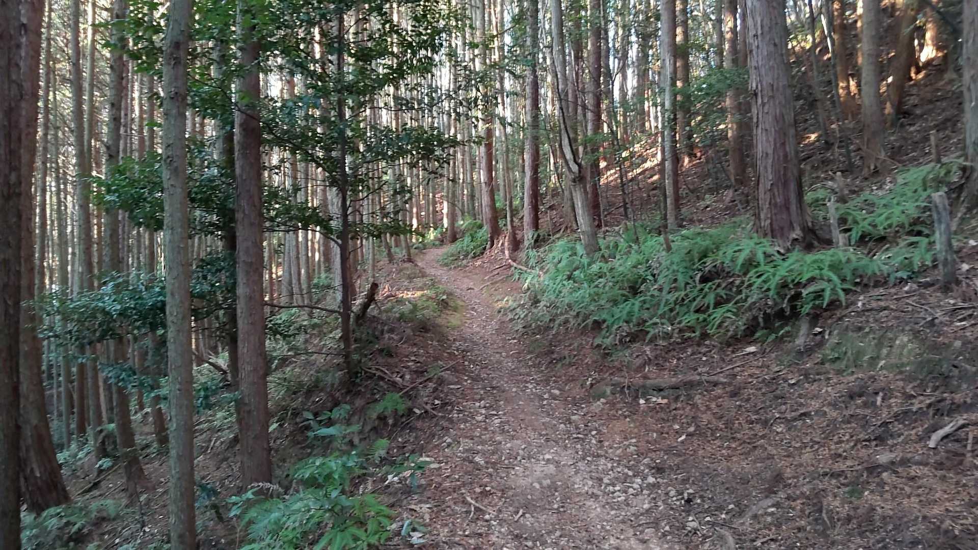 綺麗すぎる？と感じるトレイル