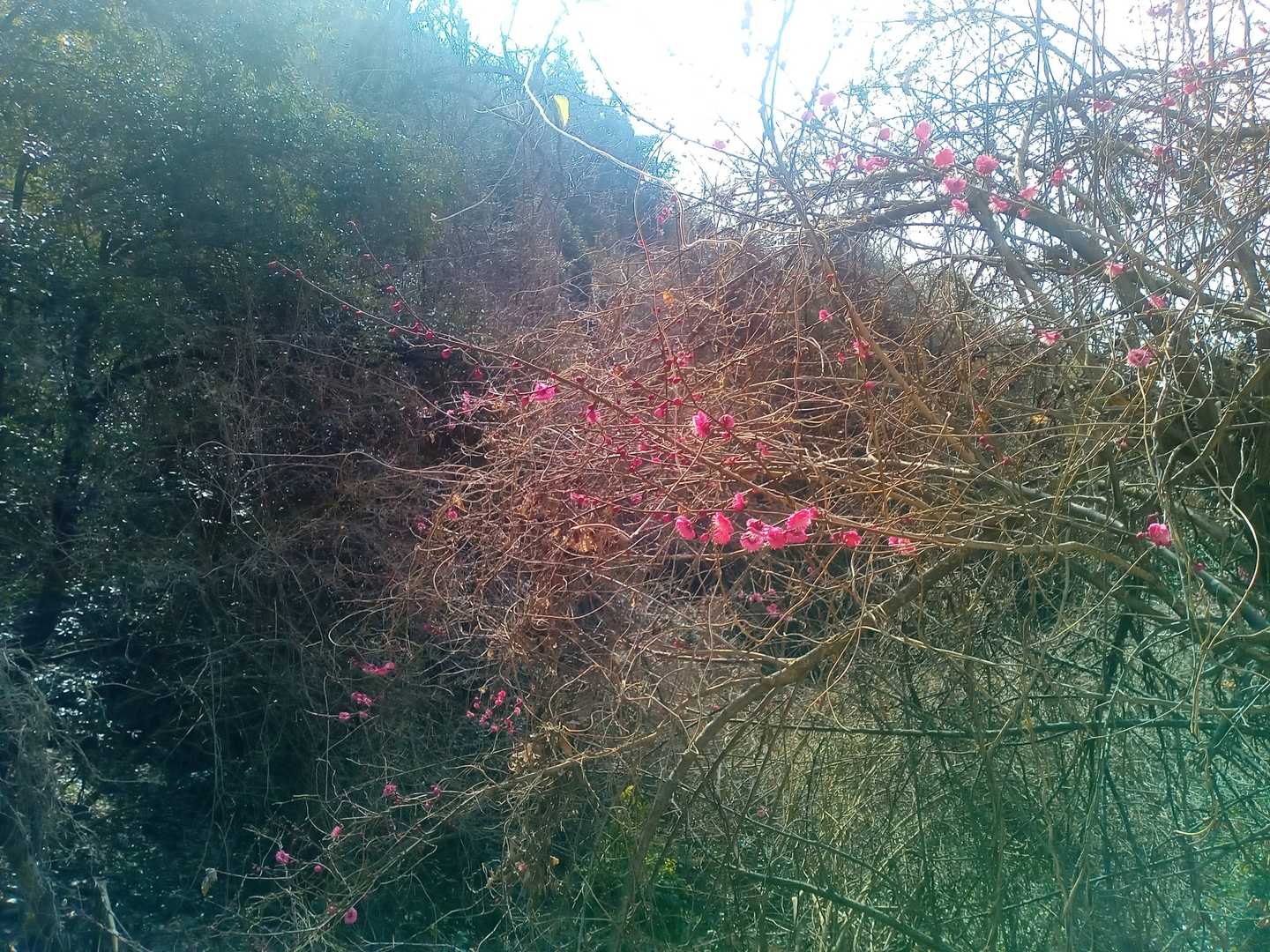 春がすぐそこだ〜