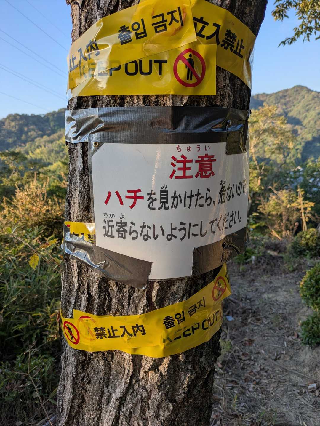 ハチ🐝注意!!