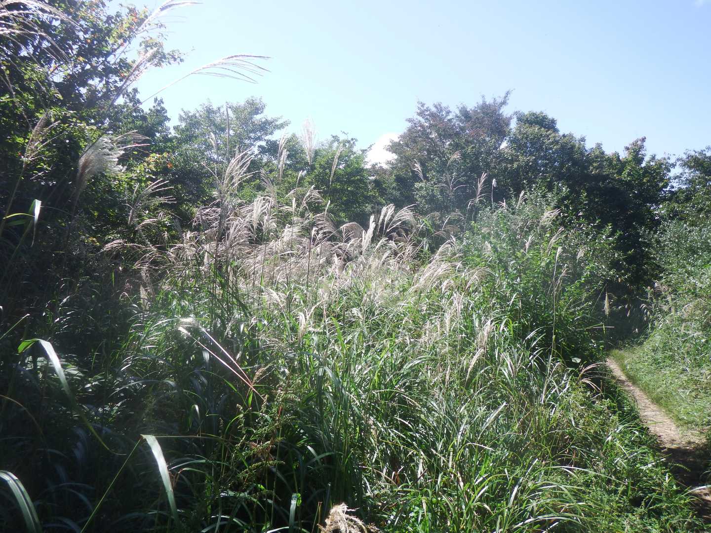 大日岳のススキ