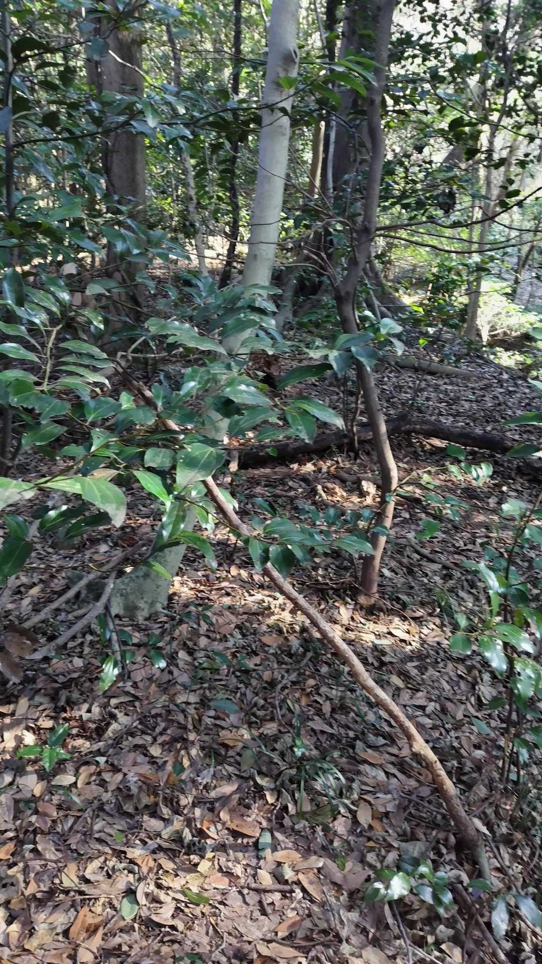 火の山-上ノ山-霊鷲山 往復コースの写真