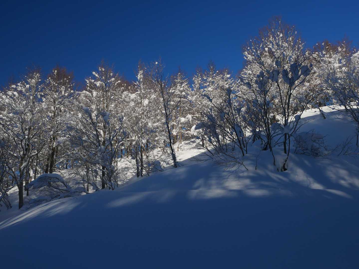 樹林帯の中を登ります。
青空に雪の白さが映えます。