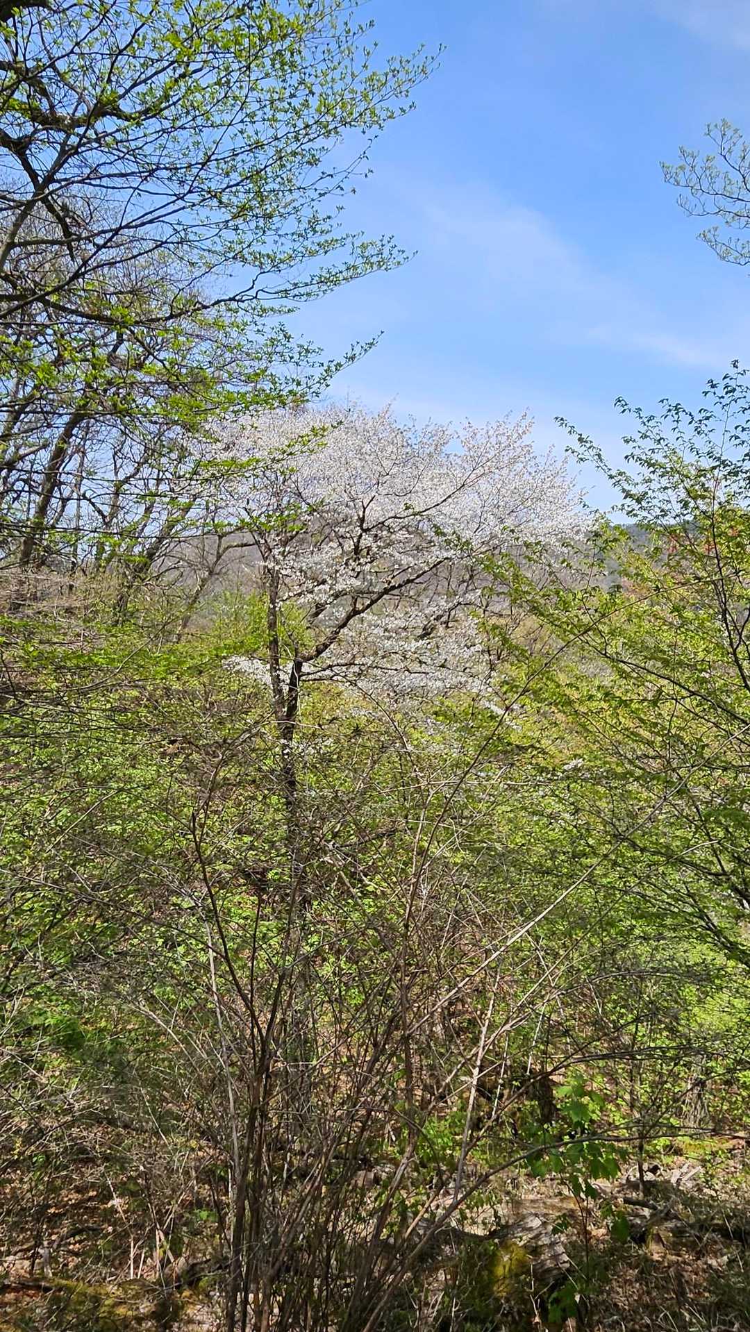 桜満開💠